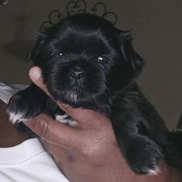 Mocha - Chocolate female Shih Tzu puppy in Greer, South Carolina from My Precious Paws – Shih Tzu