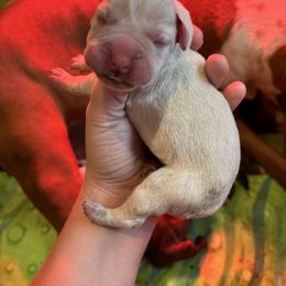 Female 2 - White female Boxer puppy in Charleston, Arkansas from Guardian Kennels