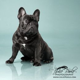 French Bulldogs from Sundance French Bulldogs