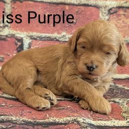 Miss Purple - Red  female Goldendoodle puppy in Lebanon, Pennsylvania from Robertson's Retrievers and Doodles