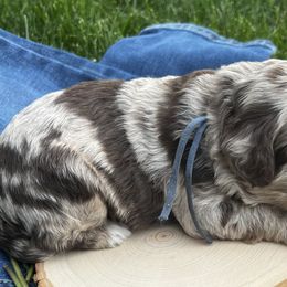 Goldendoodles from Dandelion Lane Doodles