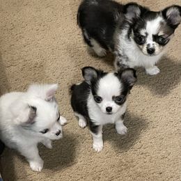 Chihuahua Puppies from Trenda's Chihuahuas