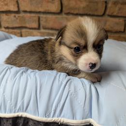 Jinshi (Tan Collar) - Red male Pembroke Welsh Corgi puppy in Stoystown, Pennsylvania from Willow Grove Corgis