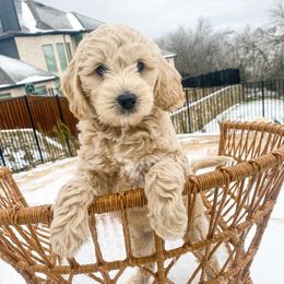 Aussiedoodle and Goldendoodle Puppies from Gray Doodles