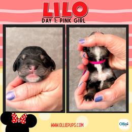 Pink - female Golden Mountain Doodle puppy in Boiling Springs, South Carolina from OlliePups, LLC