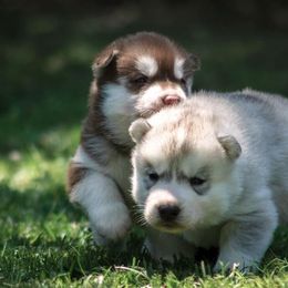 Siberian Husky Puppies from Shedenara Siberians