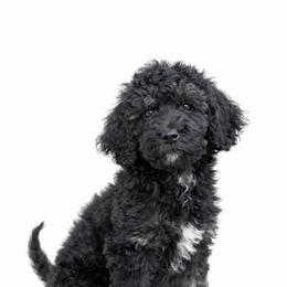 Millie - Parti female Goldendoodle puppy in Warrensburg, Missouri from Supreme Doodles