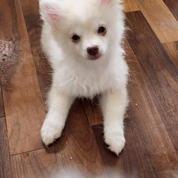 Pomeranian Puppies from BabyBooPoms