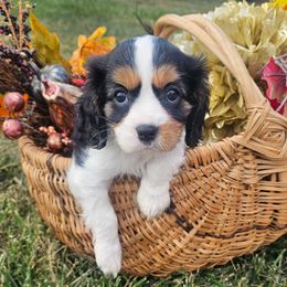 Duchess - Tri-color female Cavalier King Charles Spaniel puppy in Walterboro, South Carolina from Puddlejumpers