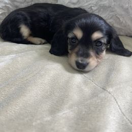 Dachshund Puppies from Luyala Dachshunds