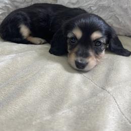 Dachshund Puppies from Luyala Dachshunds