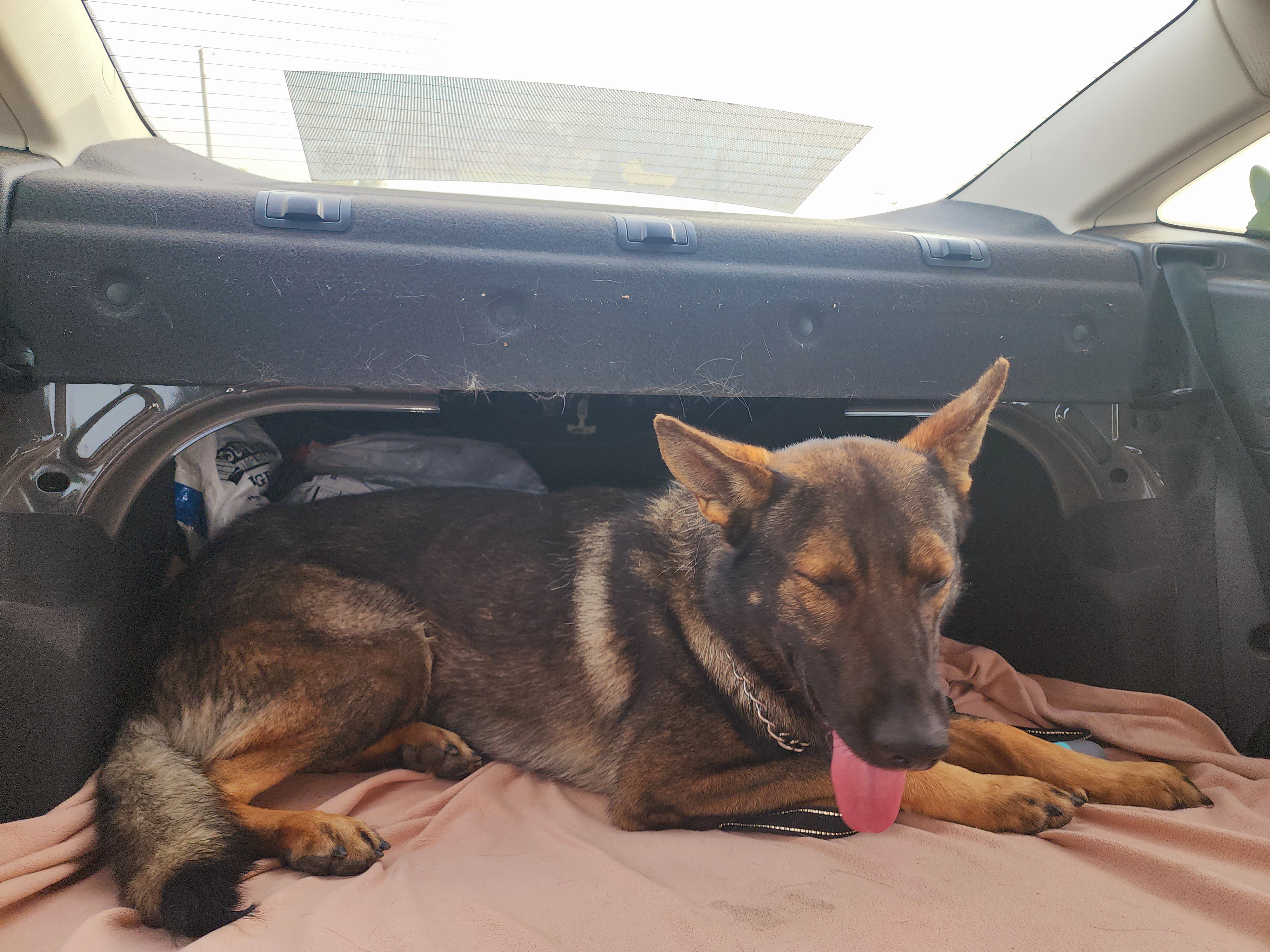 German Shepherd and Pembroke Welsh Corgi Puppies from Tiny Titans K9