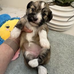 Neecie - Red sable female Havanese puppy in Semmes, Alabama from Hayden's Havanese