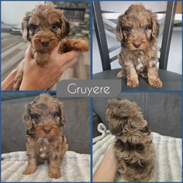 Gruyere - Merle male Cockapoo puppy in Zanesville, Ohio from Southtown Doodles LLC