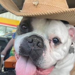 Bulldogs and French Bulldogs from Breeding Timing