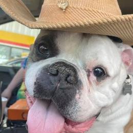 Bulldogs and French Bulldogs from Breeding Timing