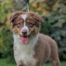 Australian Shepherd Puppies from Cheryl Gamber