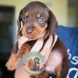 Hiccup - Chocolate and tan male Dachshund puppy in Marion, Ohio from Doodles & Doxies