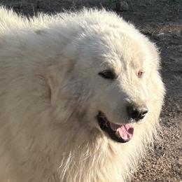 Chonk - Great Pyrenees