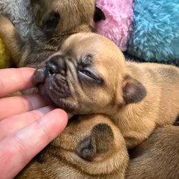 Tucker - Fawn and white male French Bulldog puppy in Madison, Wisconsin from MadCity Frenchies