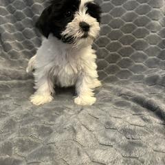White collar - Black and white female Shorkie puppy in Staten Island, New York from Sensational Shorkies