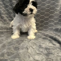 White collar - Black and white female Shorkie puppy in Staten Island, New York from Sensational Shorkies