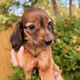 Pixie - Red female Dachshund puppy in Mountain Home, Arkansas from The Teacup Homestead Miniature Dachshunds