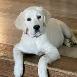 Girl 5 - Labrador Retriever puppy from Texas Bluebonnet Labs