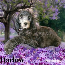 Poodle Puppies from Hickory Hills Poodles