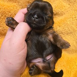 Stew - Chocolate and tan male Shih Tzu puppy in Normal, Illinois from Happy Shih Tzu Homes
