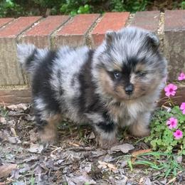 Boy 2 - Blue merle male Pomeranian puppy in Gadsden, Alabama from Rich Cat’s