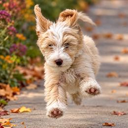 Candy - Yellow and white female Bernedoodle puppy in Springville, Utah from Oodles of Bernedoodles