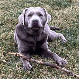 Sparkler - Labrador Retriever