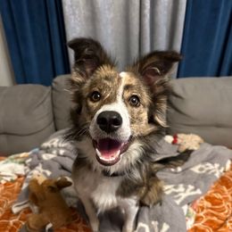 Mimic- Female Brindle - Brindle female Border Collie puppy in Decatur, Alabama from Phantom Border Collies