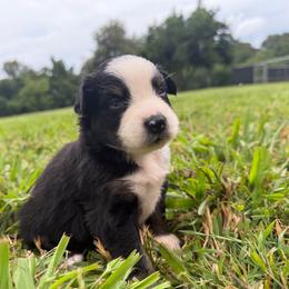 Sweet Girl 8-Black Tri - Black tri-color female Australian Shepherd puppy in Mayfield, Kentucky from Hamilton Farms