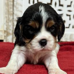 Tri Color Boy - Tri-color male Cavalier King Charles Spaniel puppy in Choctaw, Oklahoma from Dandelions and Kings