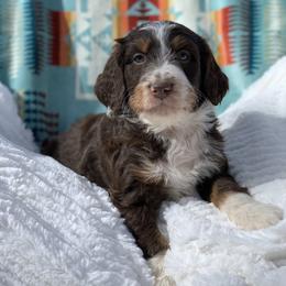 "Brown Tuxedo " Aussiedoodle Puppies from Super Z Aussiedoodles