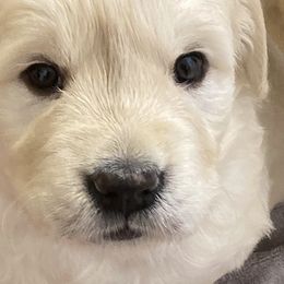 Golden Retrievers from Kanyon’s Golden Retrievers