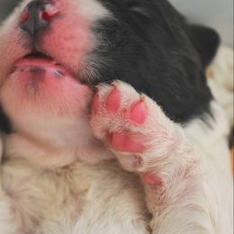 Saint Bernard Puppies from Atkinson Saint Bernards