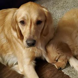 Golden Retrievers from PC Goldens