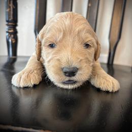 Boy 1 - Cream male Goldendoodle puppy in Mattawan, Michigan from Doodifuldoods