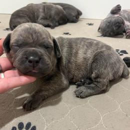 Stymie-blue - Brindle male Companion Cross puppy in Calimesa, California from BoujeePoodlesofsocal