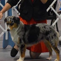 Lady  - Miniature American Shepherd