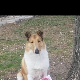 Azawakh, Collie, and Standard Schnauzer All Grown Up from Kokomo Kennels