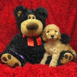 Goldendoodle Puppies from Ming’s Dynasty Doodles