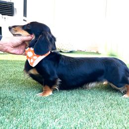 Rex - Dachshund