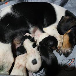 Tissy - Black and tan female Dachshund puppy in Oklahoma City, Oklahoma from Hamm Weenies  AKC (Dachshunds)