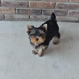 Ella - Yorkshire Terrier