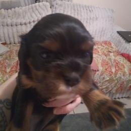 Cavalier King Charles Spaniel Puppies from Majestic Cavaliers of Melbourne FL