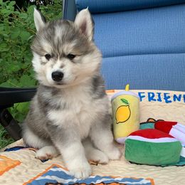 Siberian Husky Puppies from Canace Siberians